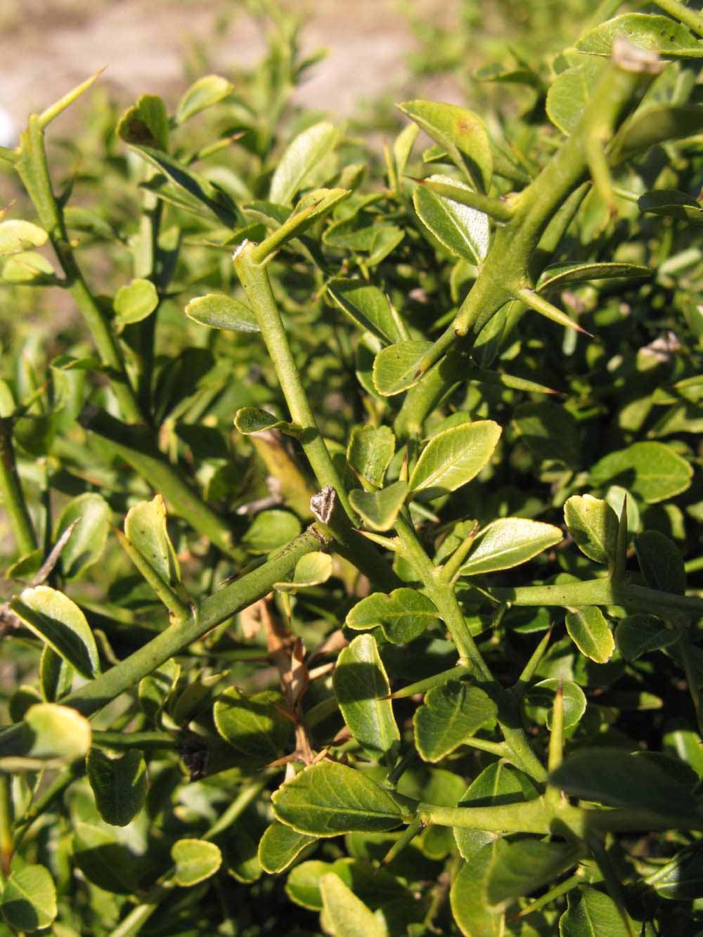            Sun leaves (Winter Haven, FL)   
